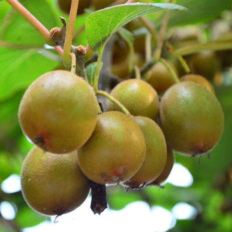 幽情谷【 庭院盆栽苗木 猕猴桃果树苗 水果苗 红华 5年苗