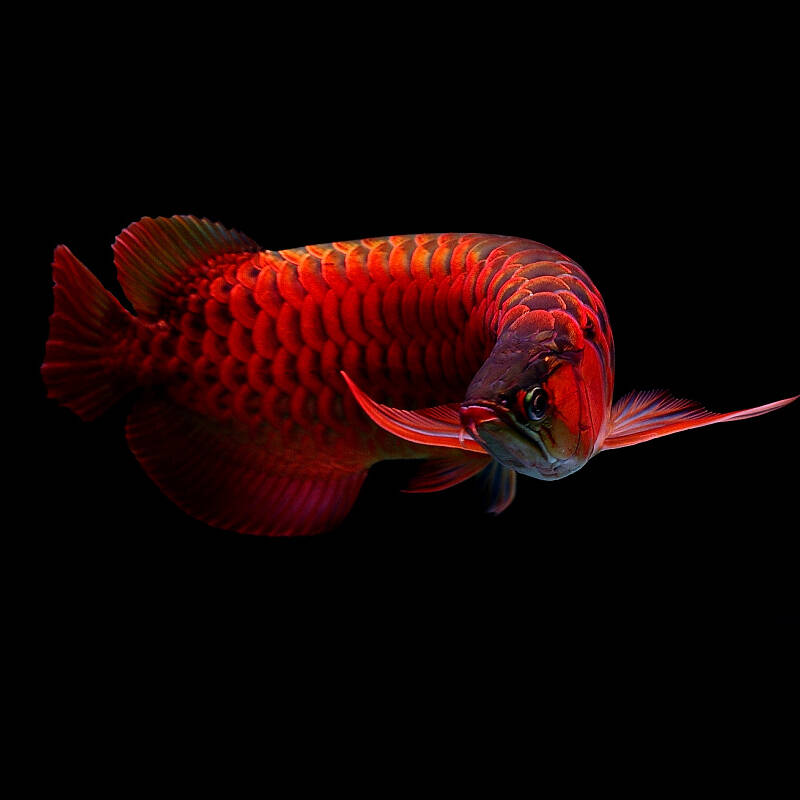 红龙鱼品种图片