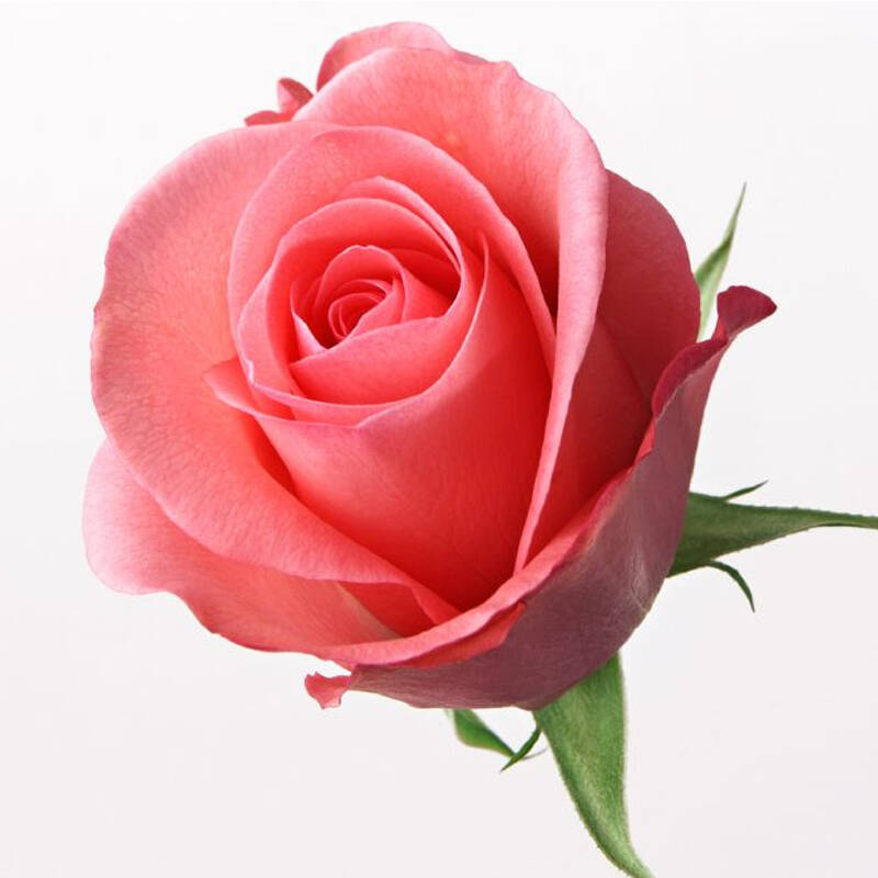 圣诞节鲜花店送花 全国配送鲜花速递11朵玫瑰花上海天津广州重庆花店