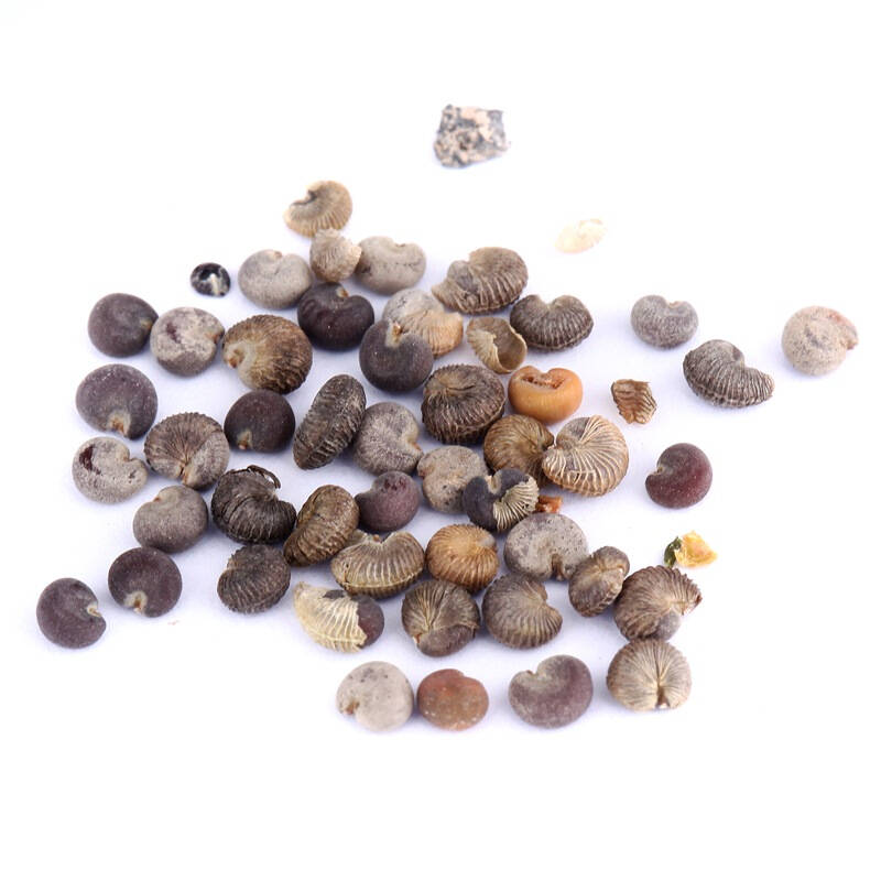 花仙子 美丽花葵 玫红色 花卉种子 家庭阳台/园艺休闲 30粒/袋