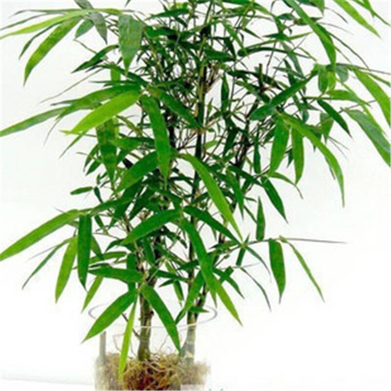 苏之卉观赏竹子佛肚竹状如佛肚形状奇特室内植物盆栽 一盆3棵