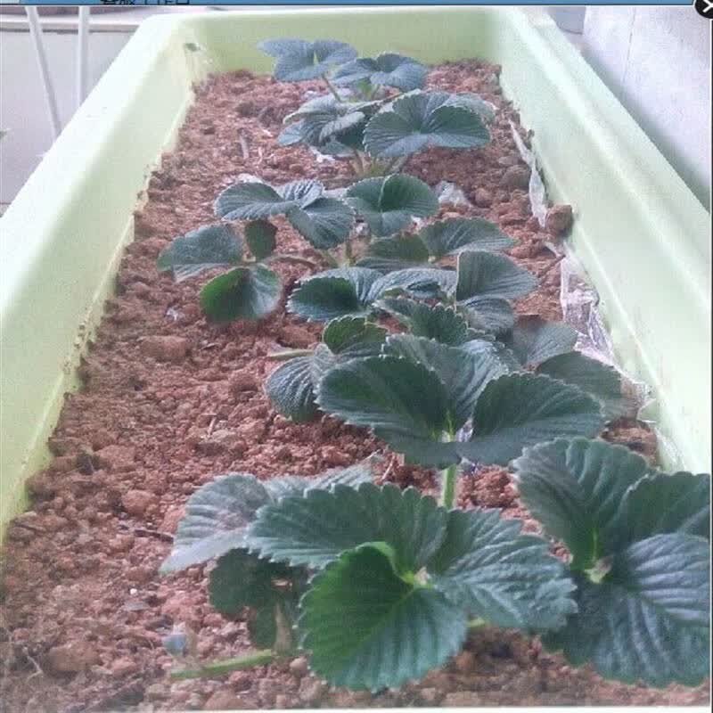 四季结果草莓苗 当年结果牛奶草莓苗 草莓苗 批发盆栽草莓苗 美车巨早