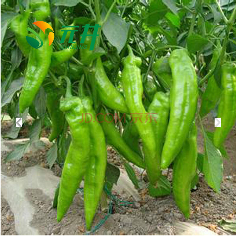 唯友 羊角青辣椒种子 蔬菜种子 辣椒种子 原种 阳台种植