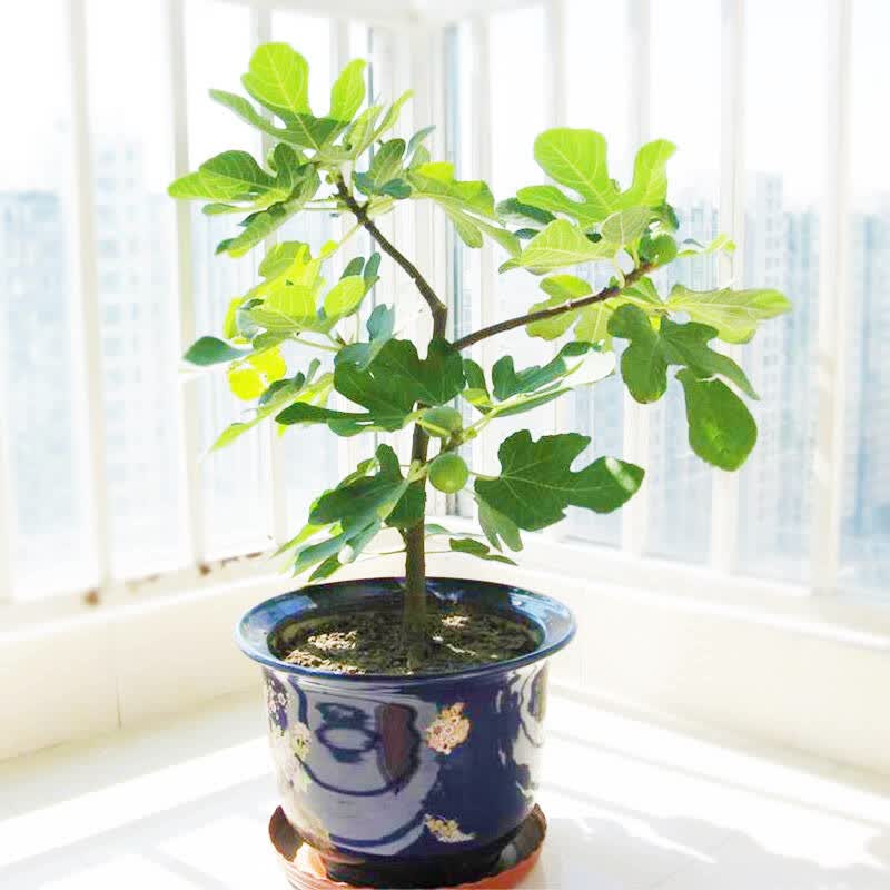 果树苗嫁接无花果树苗盆栽地栽南北方种植无花果树苗 金傲芬 3年苗