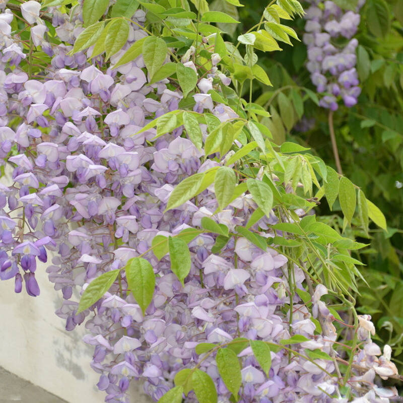 多花紫藤花苗爬藤植物紫藤紫藤萝 紫藤树苗绿植盆栽花卉 本白玉藤 1