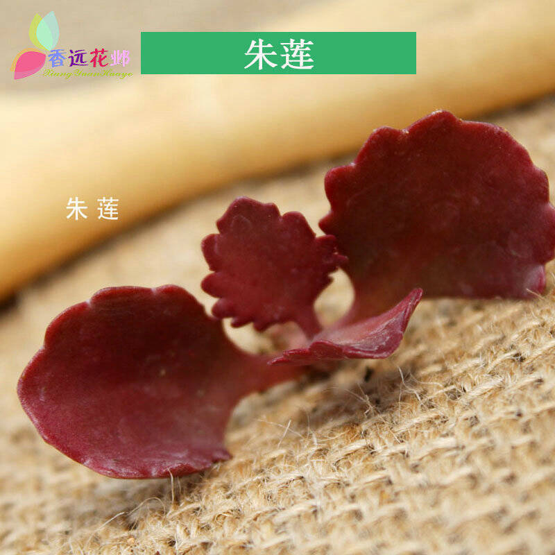 香遠花鄴 多肉集 朱蓮 不含盆