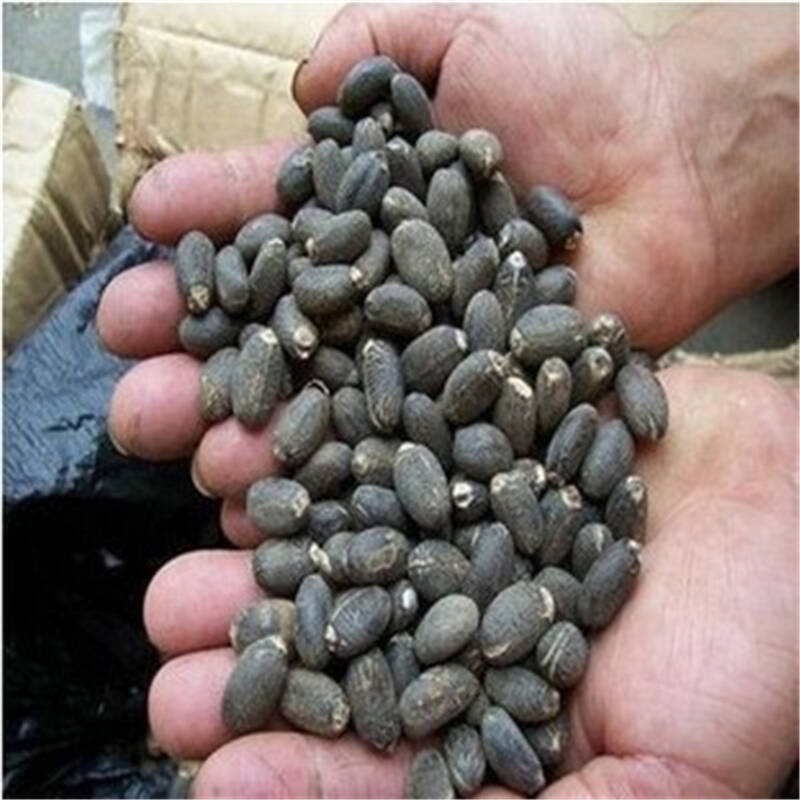 观果种子麻疯树种子种子绿化苗木种子 一斤