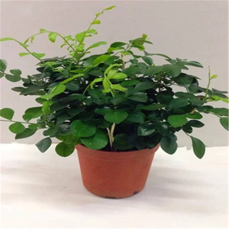 绿植盆景九里香花苗室内四季花卉盆栽办公桌防辐射花草绿色植物 不含