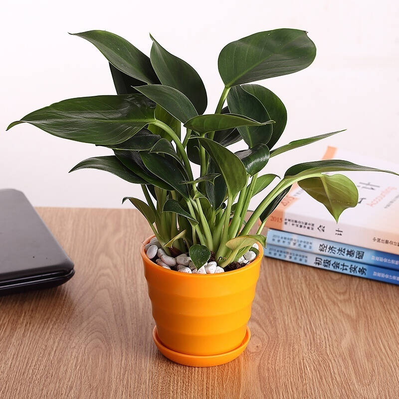 金钻红钻办公室桌面绿植小盆栽花卉盆景室内除甲醛绿色植物 粉色盆