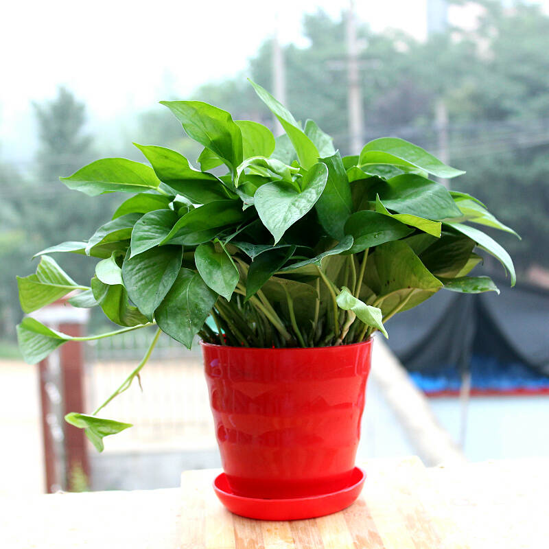 绿植 绿萝水培 防辐射 净化空气 花卉盆景小盆栽 红色横纹加绿萝 含盆