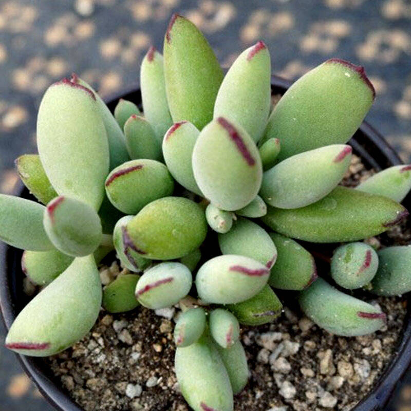 美家亿多肉植物 达摩福娘 办公室防辐射肉肉绿 花卉盆景 单株5厘米