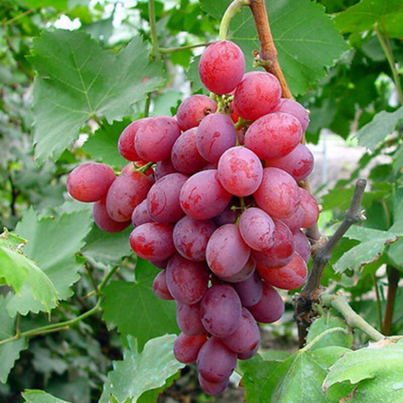 花络阁 盆栽地栽南北方果树苗木无核提子玫瑰巨峰葡萄树苗当年结果 红