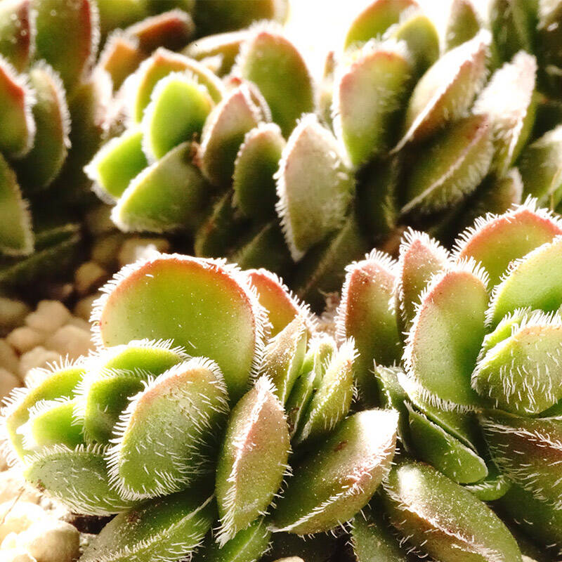 上花 大卫 多肉植物种植套装 肉肉组合盆栽 多肉*1 白瓷方盆*1 鹿沼土