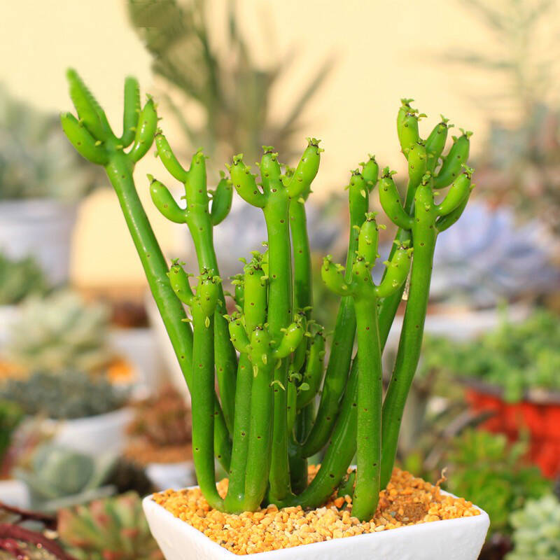 斗途园艺 小清新 多肉植物 小盆栽 盆景 可选套餐 植物 盆 土 光棍树