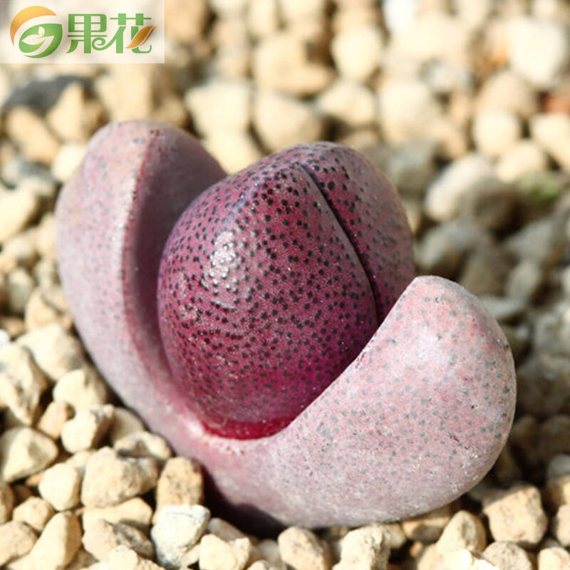 果花 多肉植物生石花 红帝玉单株苗 冠幅1-1.