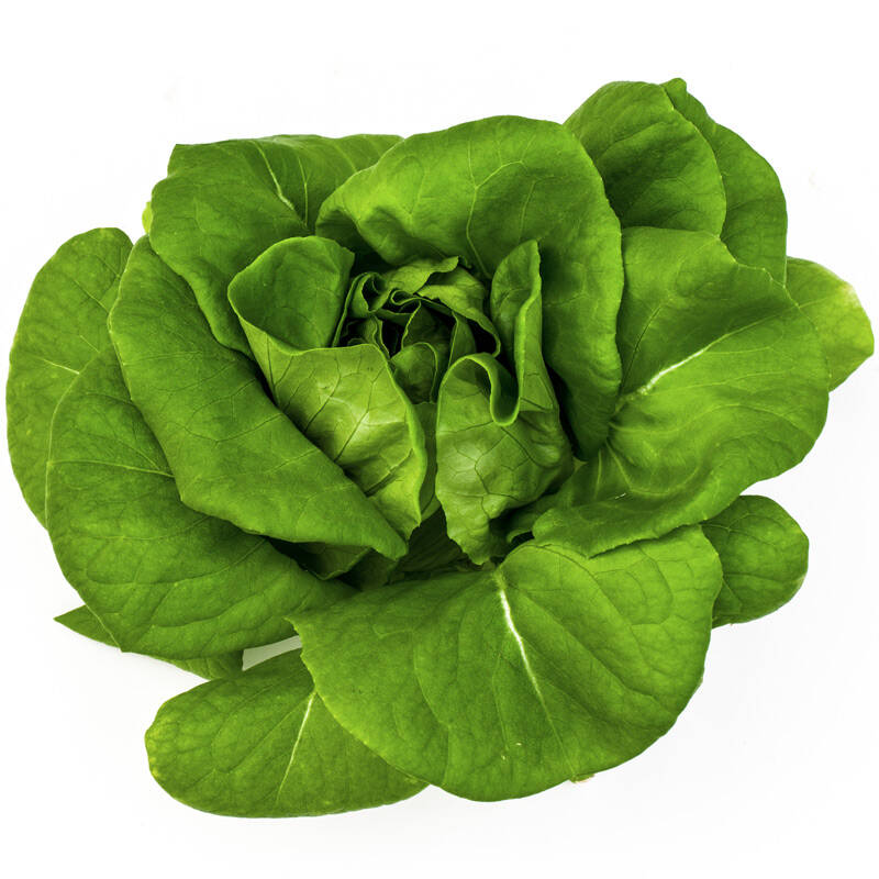 三阳生态 植物工厂 水培蔬菜 洁净 色拉菜5号 250g