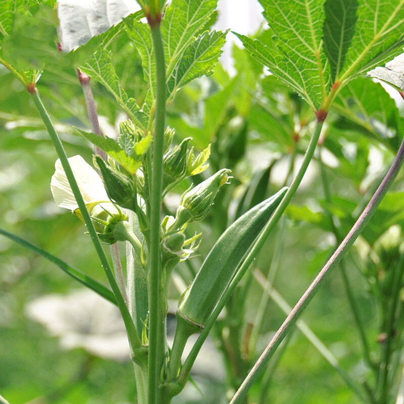 东升农场 秋葵 约400g 自营 精品新鲜蔬菜