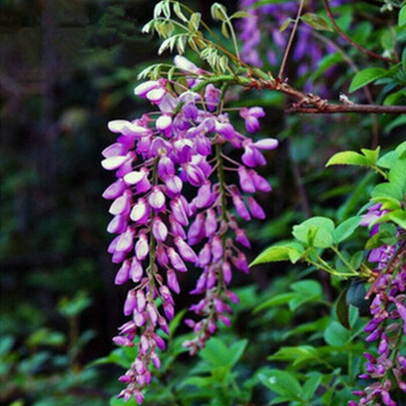 春天来了 庭院花卉 花苗爬藤植物紫藤紫藤萝 紫藤树苗绿植盆 南京藤
