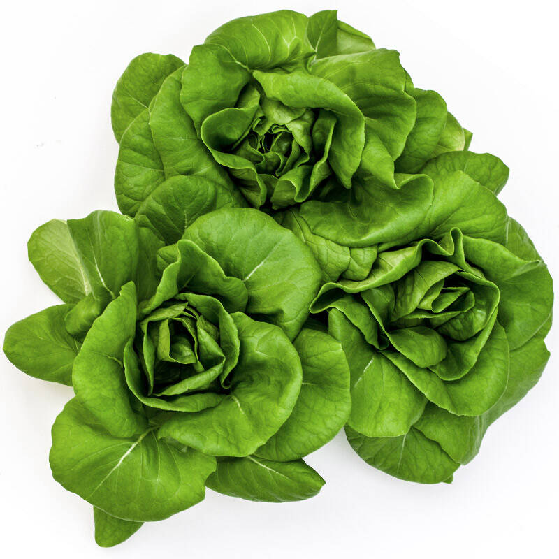 三阳生态 植物工厂 水培蔬菜 洁净 色拉菜5号 250g