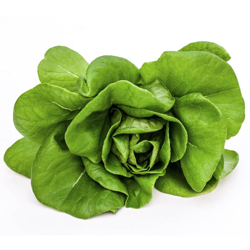 三阳生态 植物工厂 水培蔬菜 洁净 色拉菜5号 250g