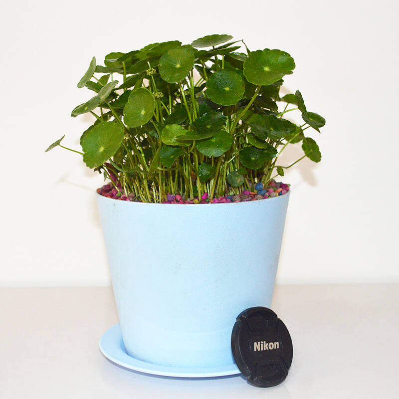 青意萱 盆栽花卉 室内植物 开运 铜钱草 入门级植物 含盆 浅蓝色 含盆