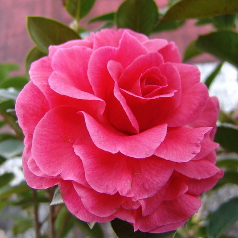 办公室内阳台盆栽观花植物茶花 茶花苗山茶花苗当年开花 14号花仙子