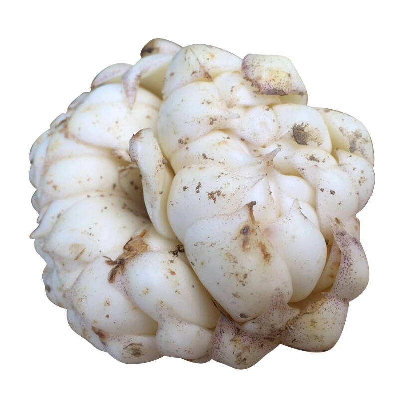 江西井冈山特产龙牙新鲜百合 甘甜鲜百合 新鲜蔬菜 1500g装