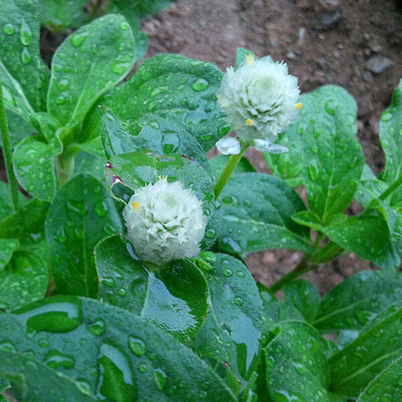 我要发芽 千日白种子 球形鸡冠 千日红火球花花期长可盆栽30粒/包