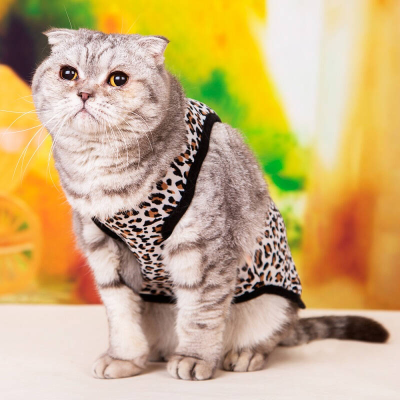 猫咪衣服猫咪衣服 猫猫衣服 保暖宠物猫衣服 秋冬 小猫衣服 猫用品