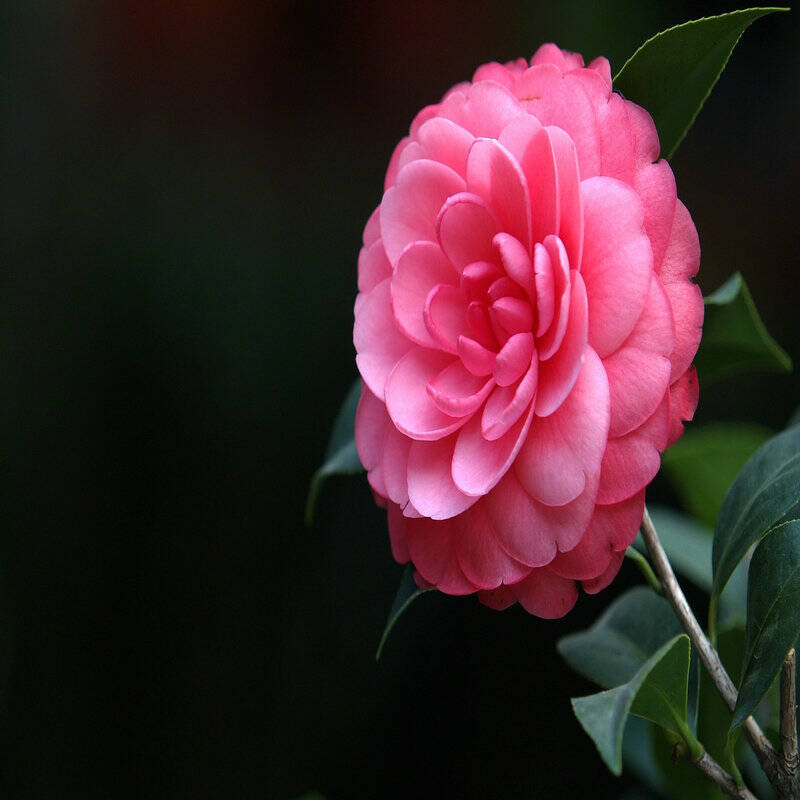 山茶花树苗带花苞 茶花基地直销 当年开花苗 年宵花卉 复色卷瓣牛西奥