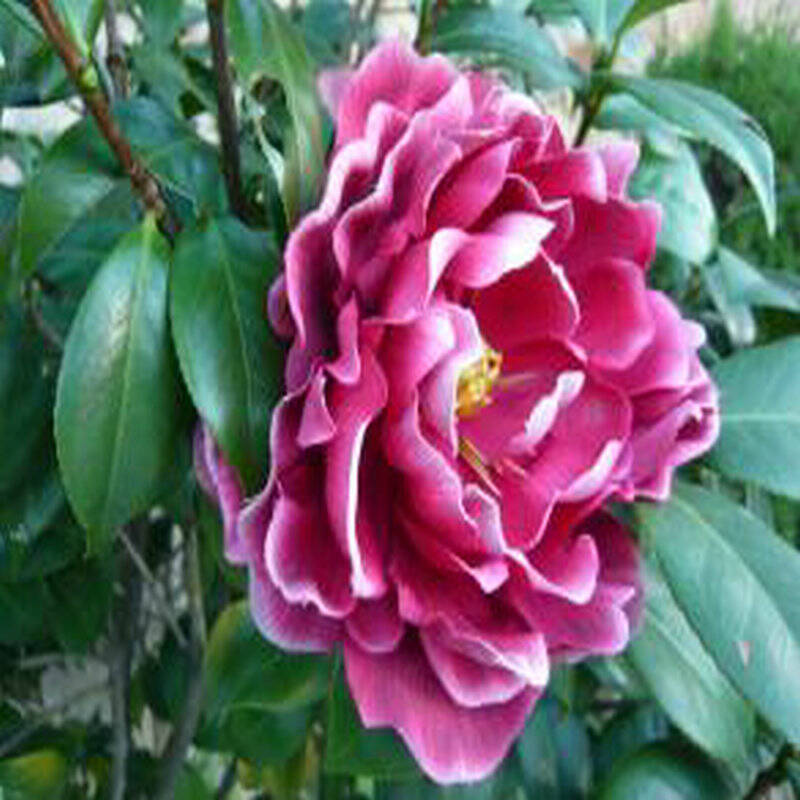 山茶花树苗带花苞 茶花基地直销 当年开花苗 年宵花卉 复色卷瓣牛西奥