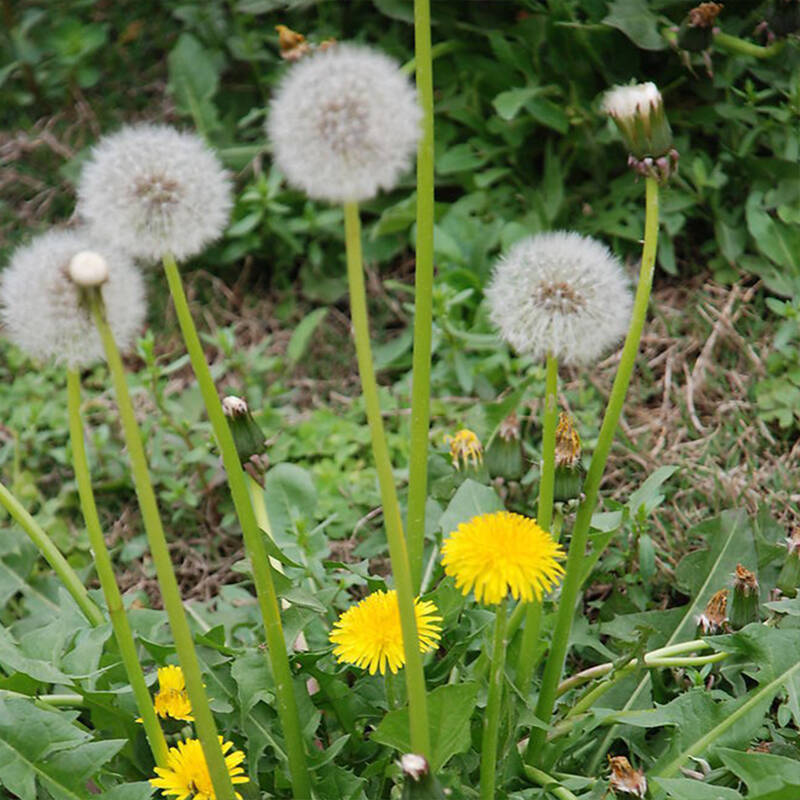 老花农 英国t&m进口蒲公英种子 阳台盆栽观花种子 蒲公英-白雪公主 10