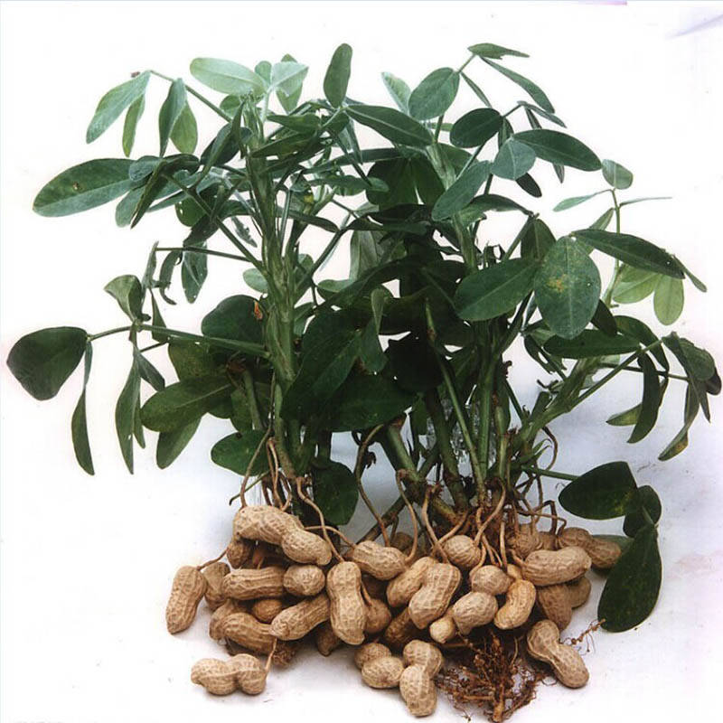 绿都生鲜 平谷特产 绿色有机带壳生花生 1000g 全国配送