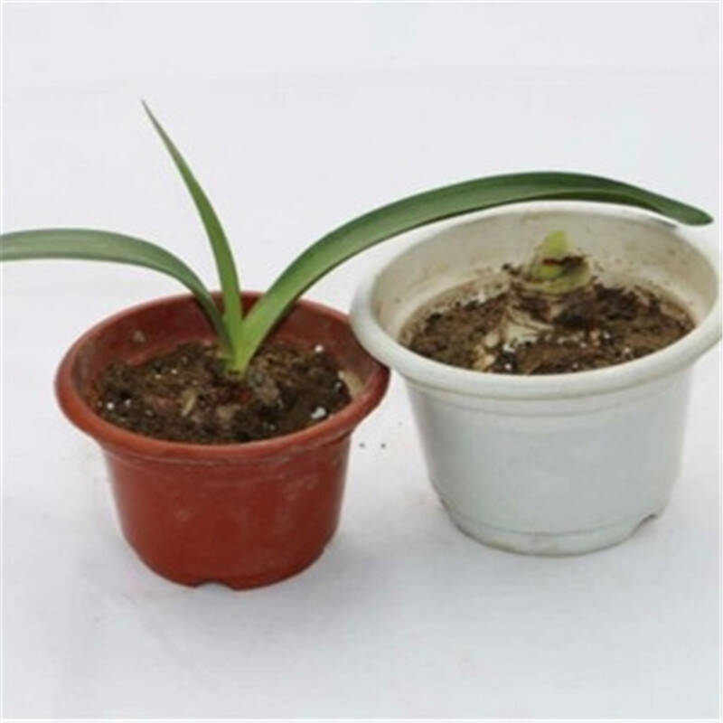 (朱顶红种球)荷兰绿色植物花卉种球一个装