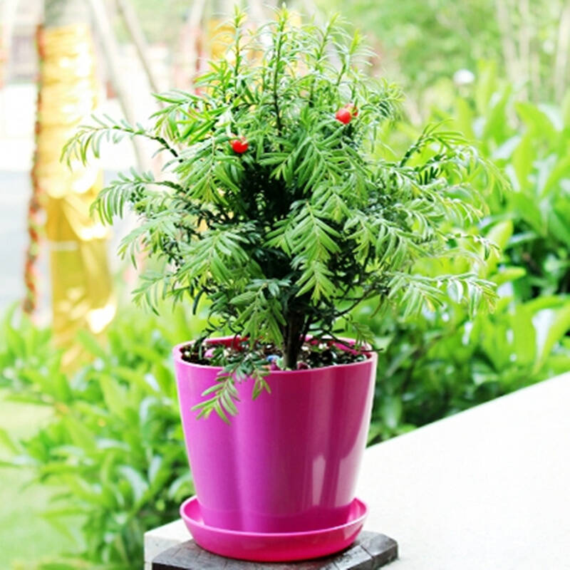 陆地 红豆杉 红豆杉盆景 曼地亚红豆杉 南方红豆杉 室内植物盆栽 年宵