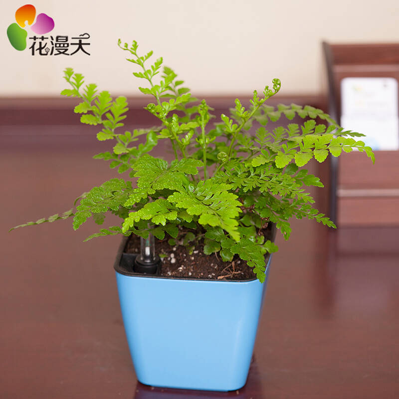 【花漫天】平安蕨 办公室植物办公桌花卉小盆栽防辐射绿植净化空气