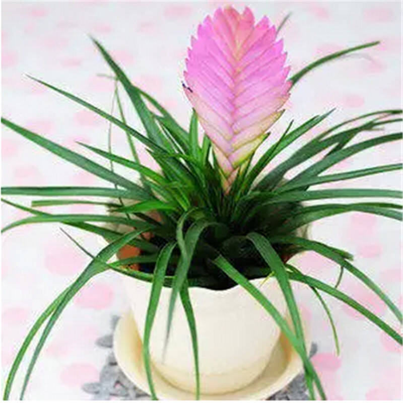 苏购 净化空气铁兰苗 粉色 配罗马塑料花盆