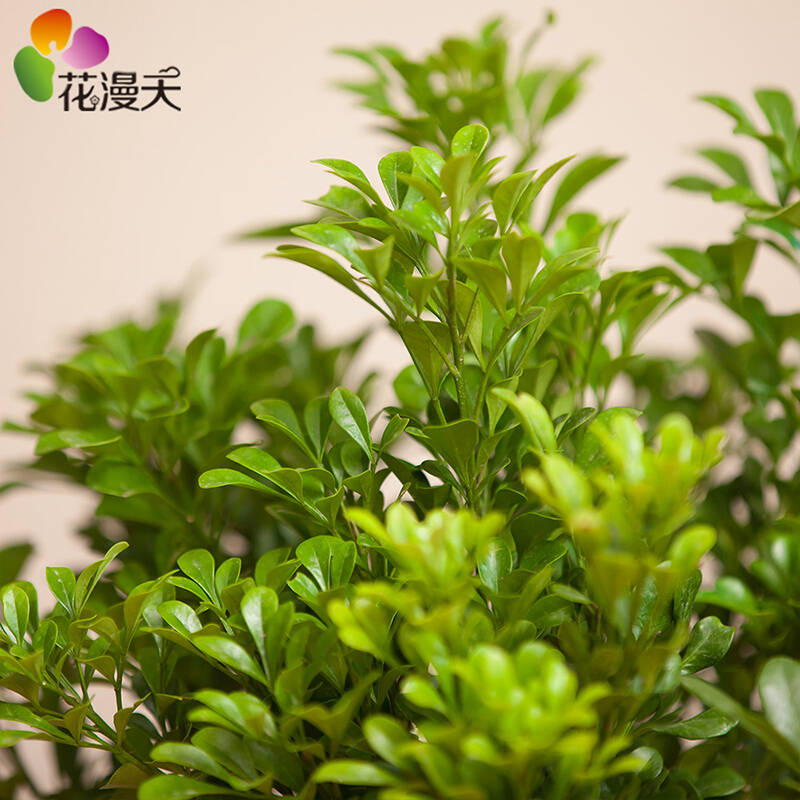 【花漫天】平安蕨 办公室植物办公桌花卉小盆栽防辐射绿植净化空气