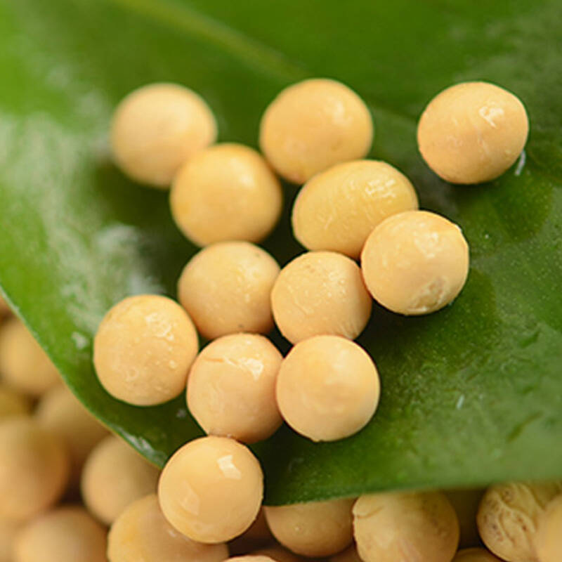 南四湖 黄豆笨黄豆 豆子米面杂粮 非转基因真空包装 350克