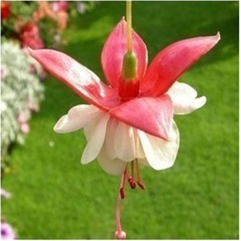 灯笼花/倒挂金钟/花种子/吊钟海棠 室内阳台客厅盆栽花卉 巴西灯笼