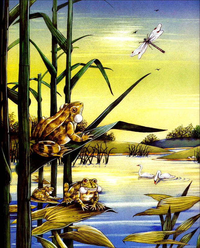 谁在夜里不睡觉/我的第一套大自然绘本