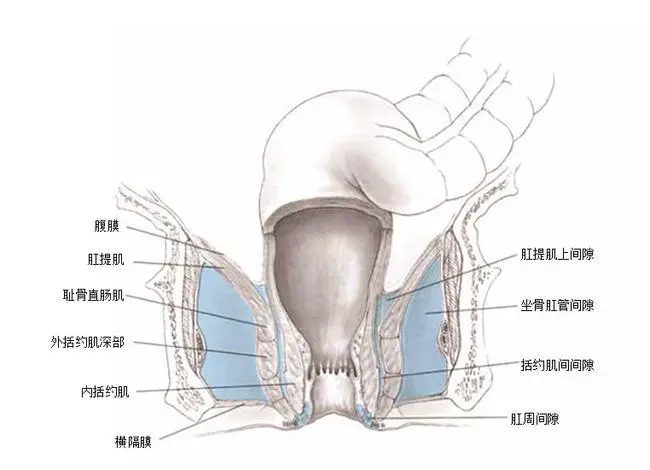 肛门直肠角图片