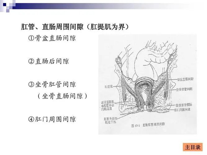 肛门直肠周围有哪些间隙肛周围脓肿好发部位