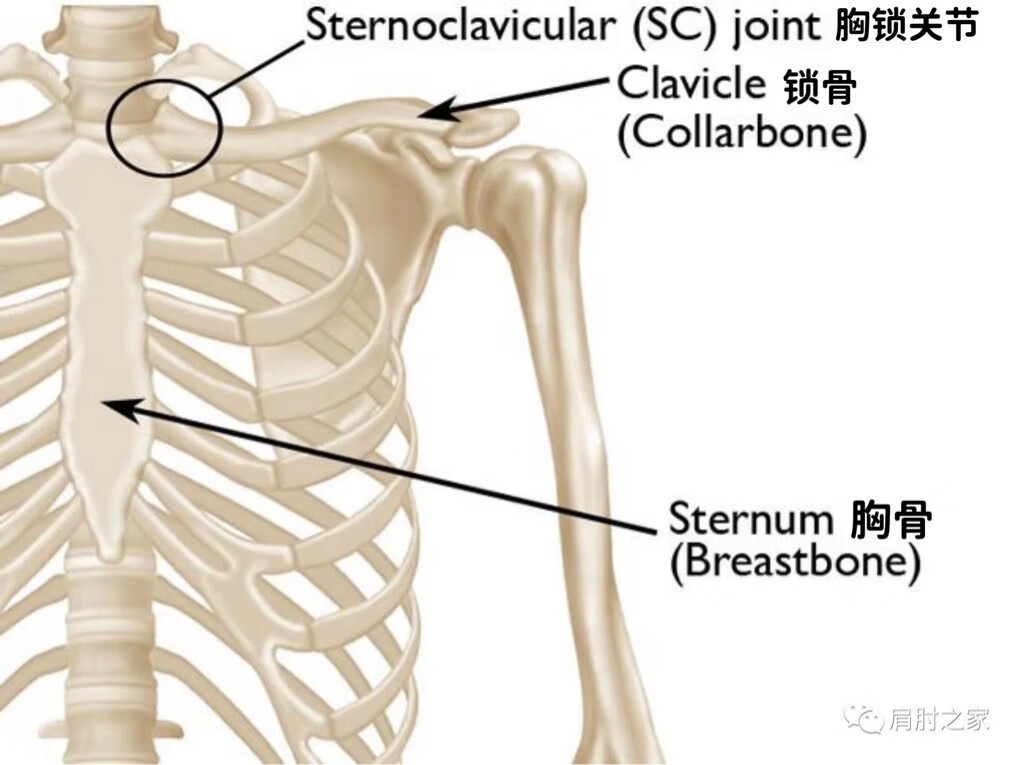 61 胸锁关节(sternoclavicular joint)是锁骨(clavicle)和胸骨