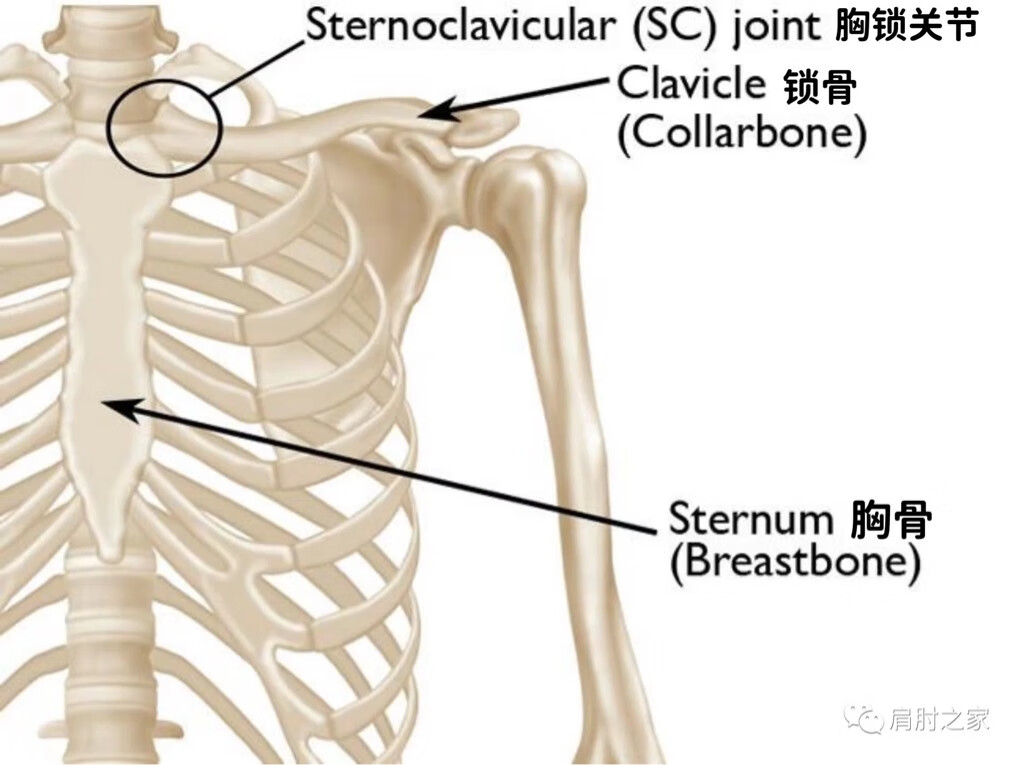 胸锁骨位置图片