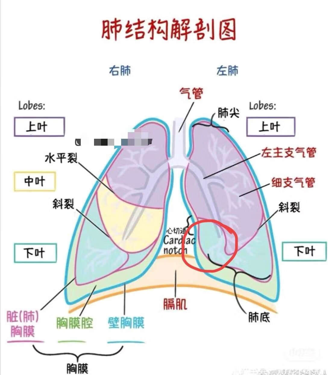 肺小叶位置图图片