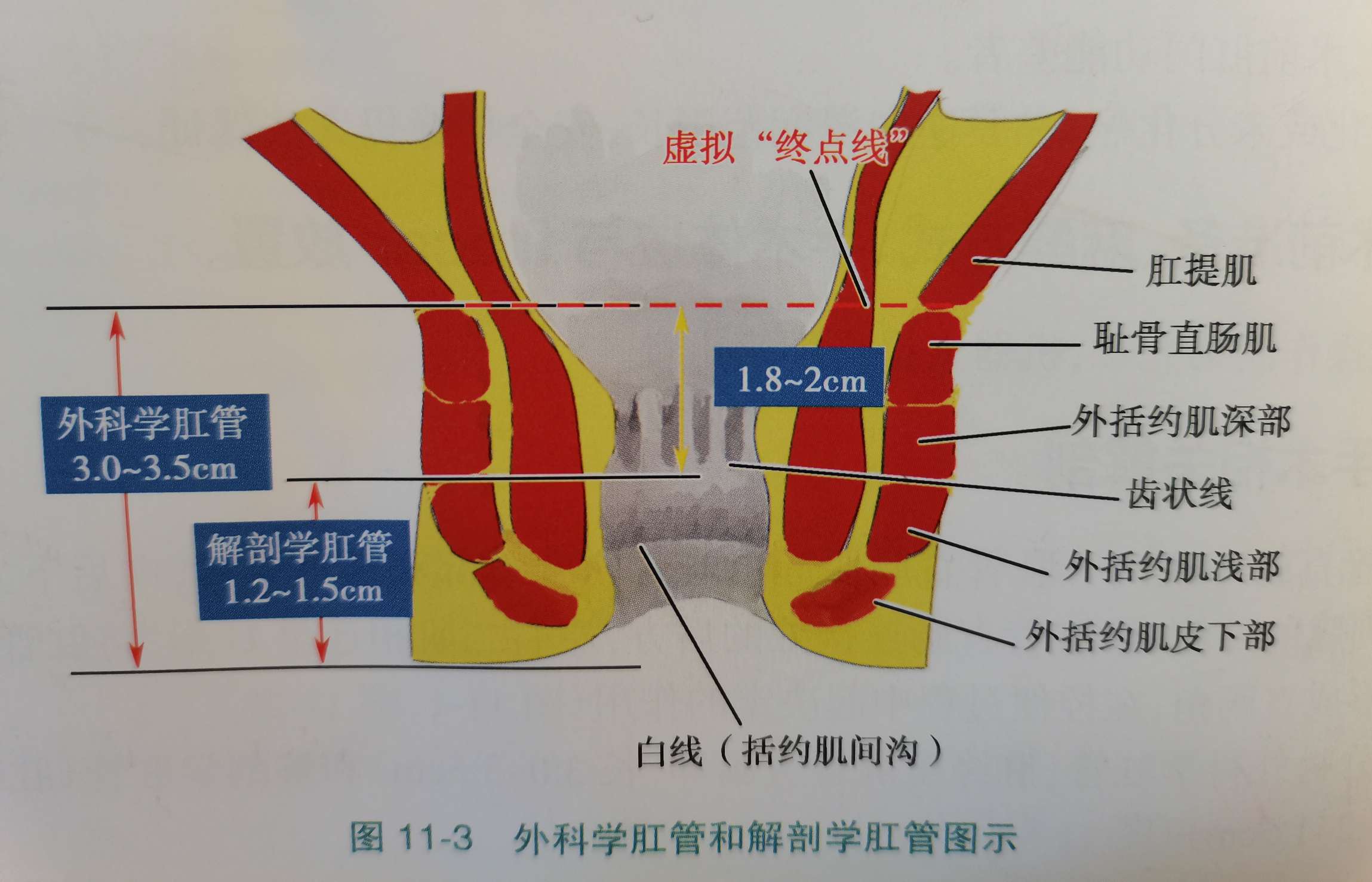 肛管直肠环位置图片