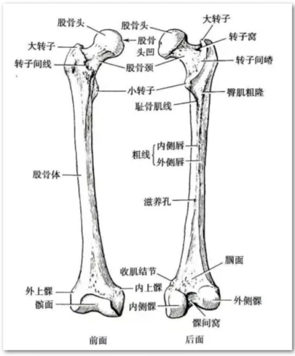 股骨矩解剖图片图片