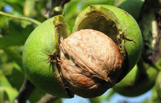 核桃中毒的症状