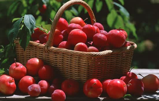  Fruit +